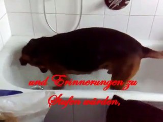 Mein treuer Freund Wotan