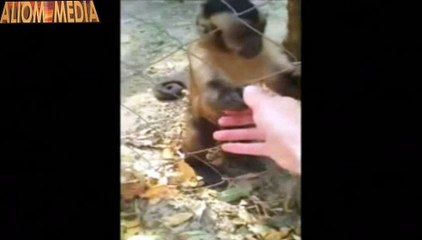monkey wants you to crush leaves