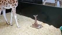 Bébé girafe se met debout