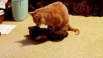 Cat humping teddy bear