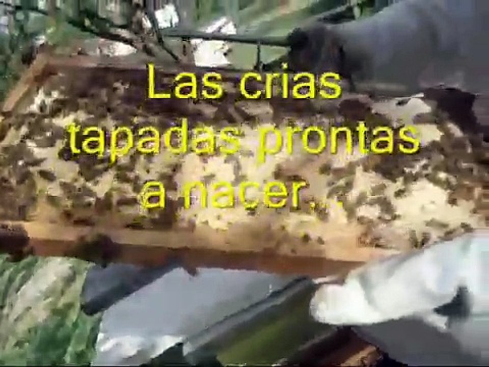 la vida de las abejas 0001
