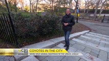 More coyotes spotted in urban jungle of NYC