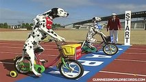 Funny Dogs on Tricycles