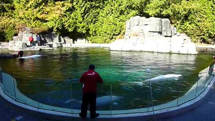 Beluga Whale Show at the Vancouver Aquarium