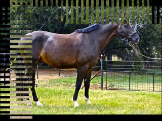 Dutch Warmblood Horses Breed!