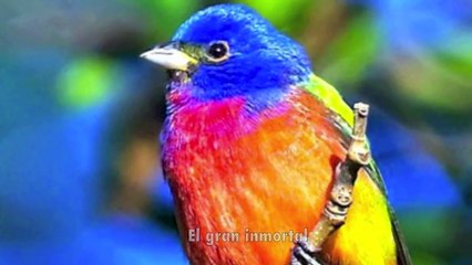 Sat Siri Siri Akaal -:¦:-  Mirabai Ceiba