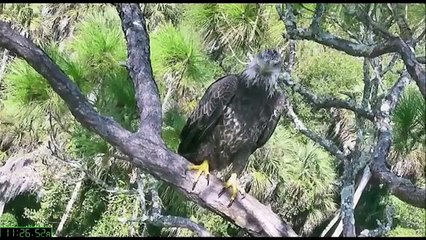 AEF-NEFL Eagles  10-10-14  Sticks, A Young Visitor & Game of Peek-a-boo