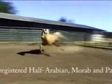 DA High Old Time-Half Arabian (Morab) Palomino Gelding For Sale