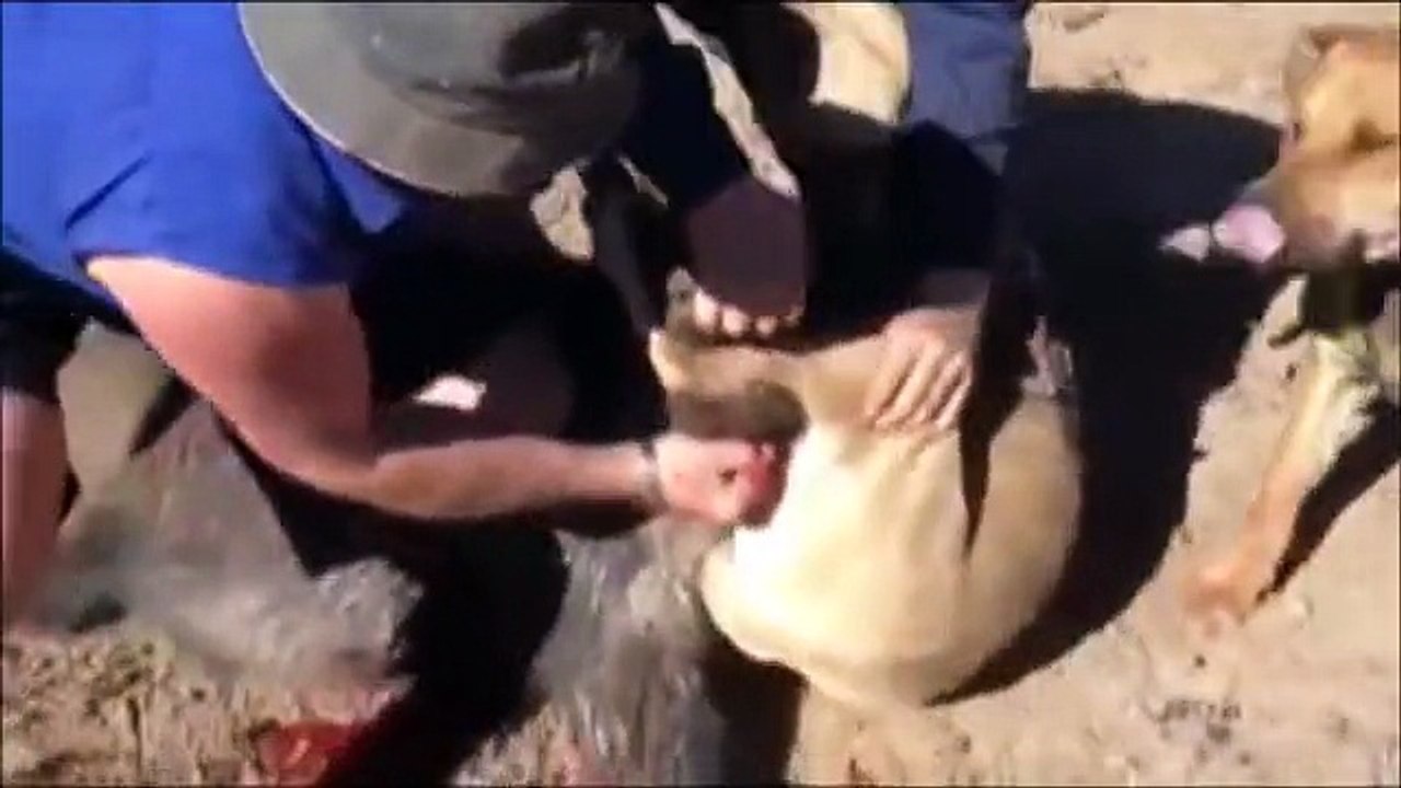 Bare Hand Pig Hunting