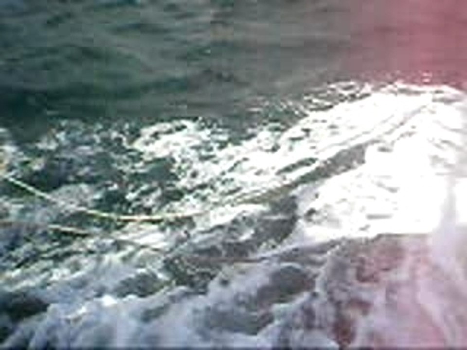 dolphin ride