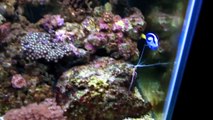 Rory's 90 Gallon Reef Aquarium - Day 45