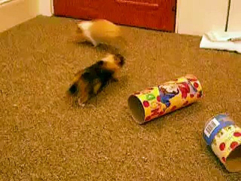 Playful Guinea Pigs