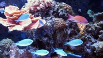 My reef tank, 125 gallon mixed reef aquarium