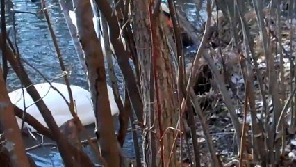 Two Swans at Thundergust Lake in Parvin State Park