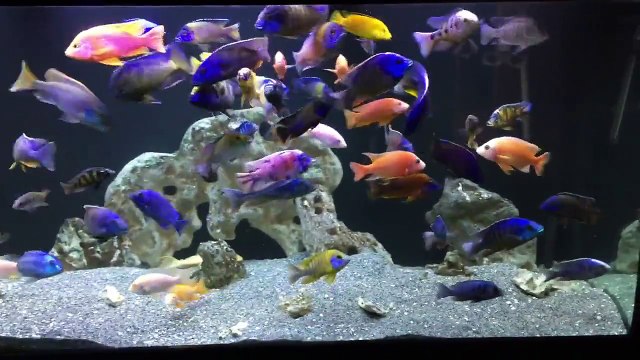 Update on the 220 and 90 gallon African cichlids tanks