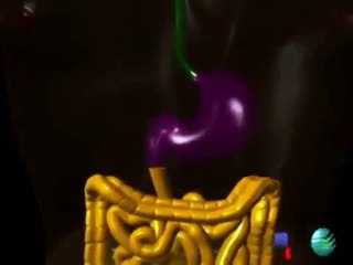 How fats are formed in the body