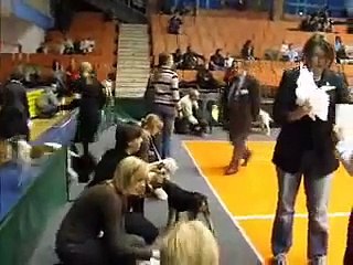 Nowa Ruda  Bis puppy