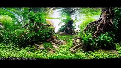 The aquascaping hobby