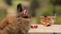 Des hamsters et lapins se font un barbecue pour le 4th of july