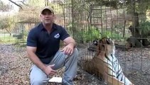 Help rescue a LIGER & 2 TIGERS!