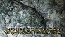 Lièvre de mer, limace pisse-vinaigre (Dolabelle, Dolabella auricularia) - Fakarava - Polynésie