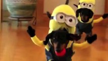 Pups dressed as Minions will make you laugh so much!