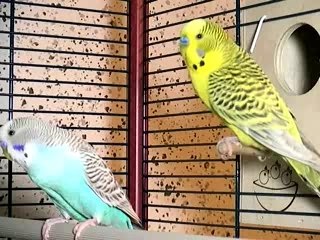 Video Perruches dans volière