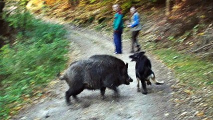 Domuz Köpeği Kovaladı