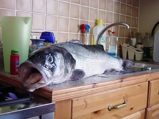 Sea Bass Boat Fishing out of Beer Devon 2012