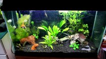 Dirting a Tank, DIY CO2, Plant Care and MORE!