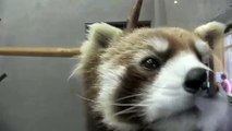 Red Panda recuperation レッサーパンダ　 ホクト静養中
