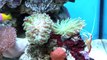 Aquael Nano Reef 30L - 100 dni od startu