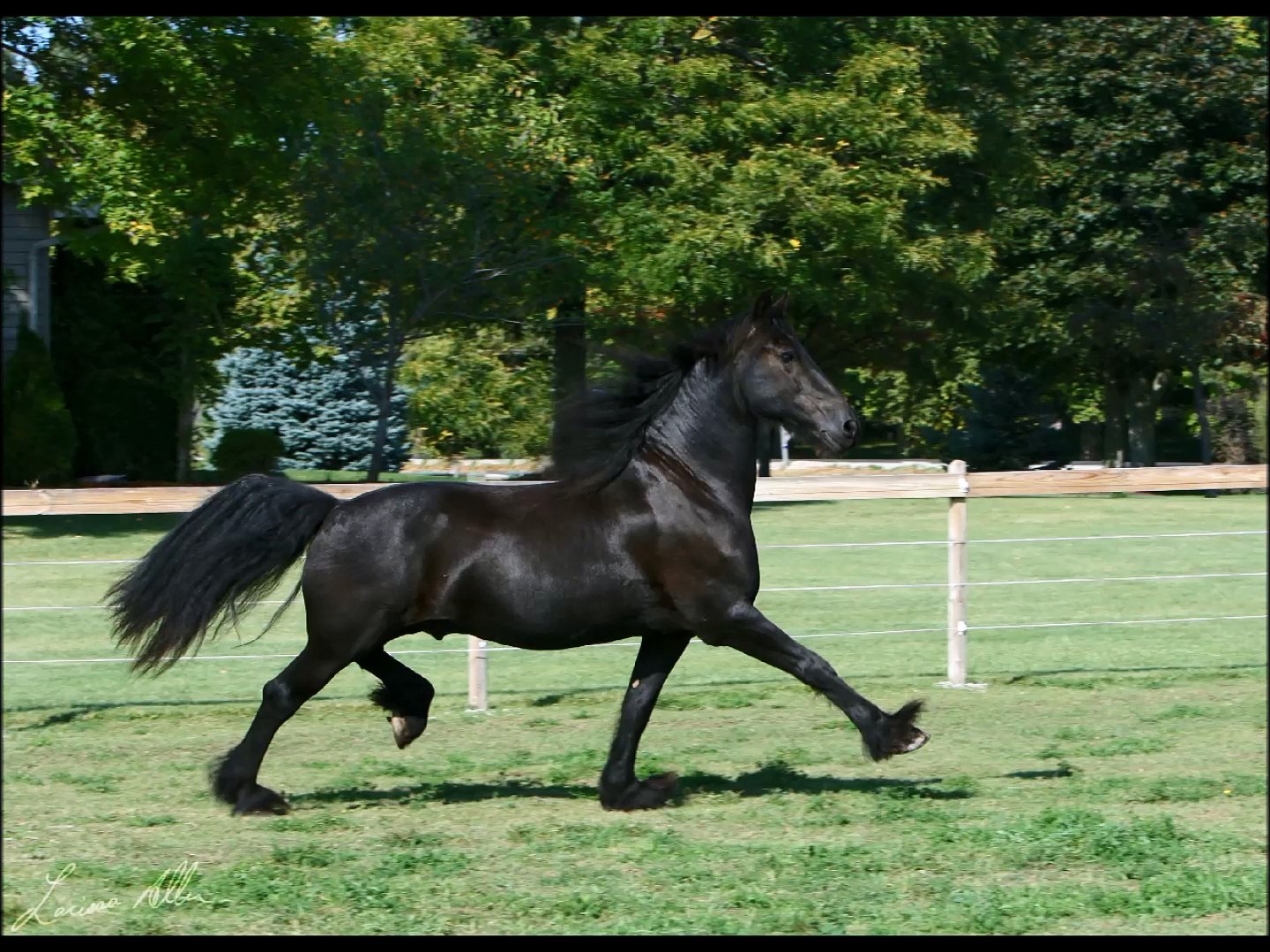 ⁣Friesian Horses Breed!