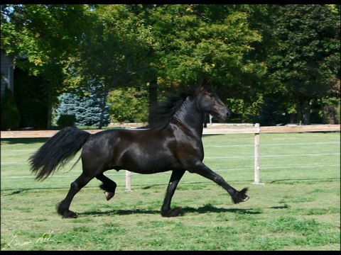 Friesian Horses Breed!