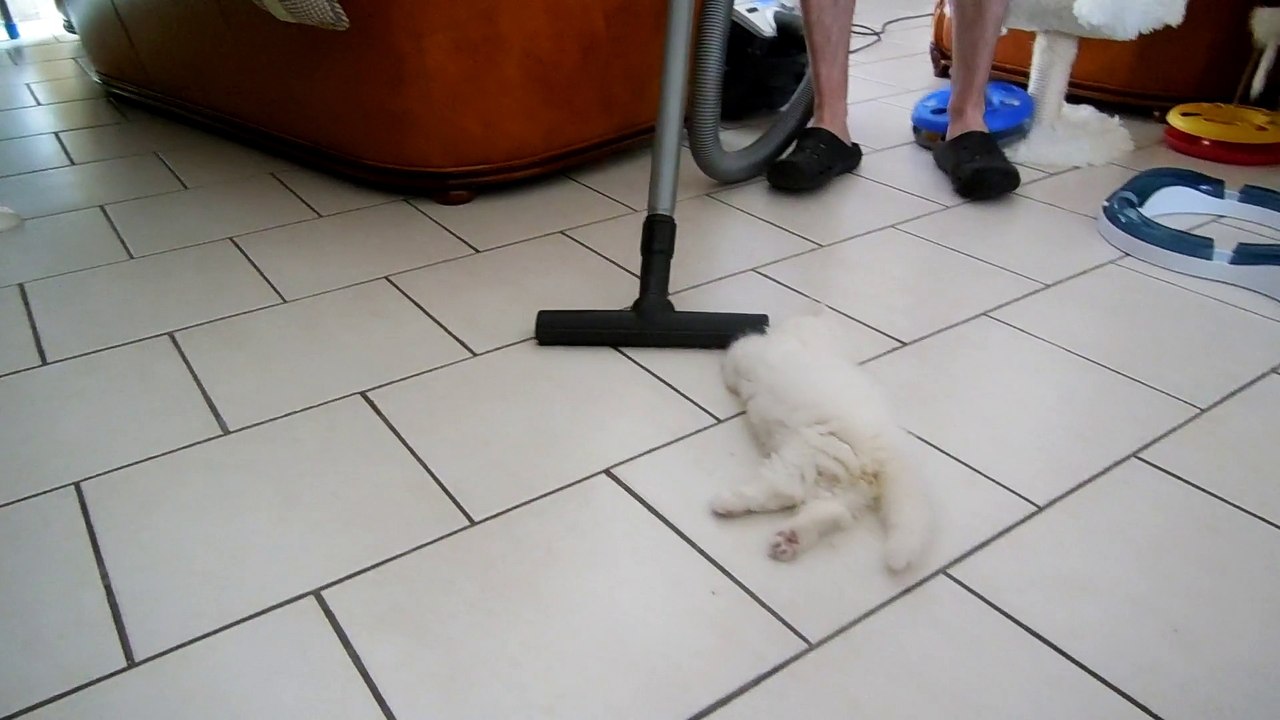 Lucky 2 mois et demi et l'aspirateur