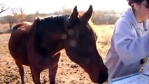 Humane Society of Missouri Rescues 33 Horses from Andrew County, MO