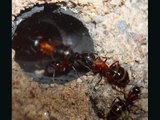 Camponotus noveboracensis colony in a Black Habitat Nest [HD]