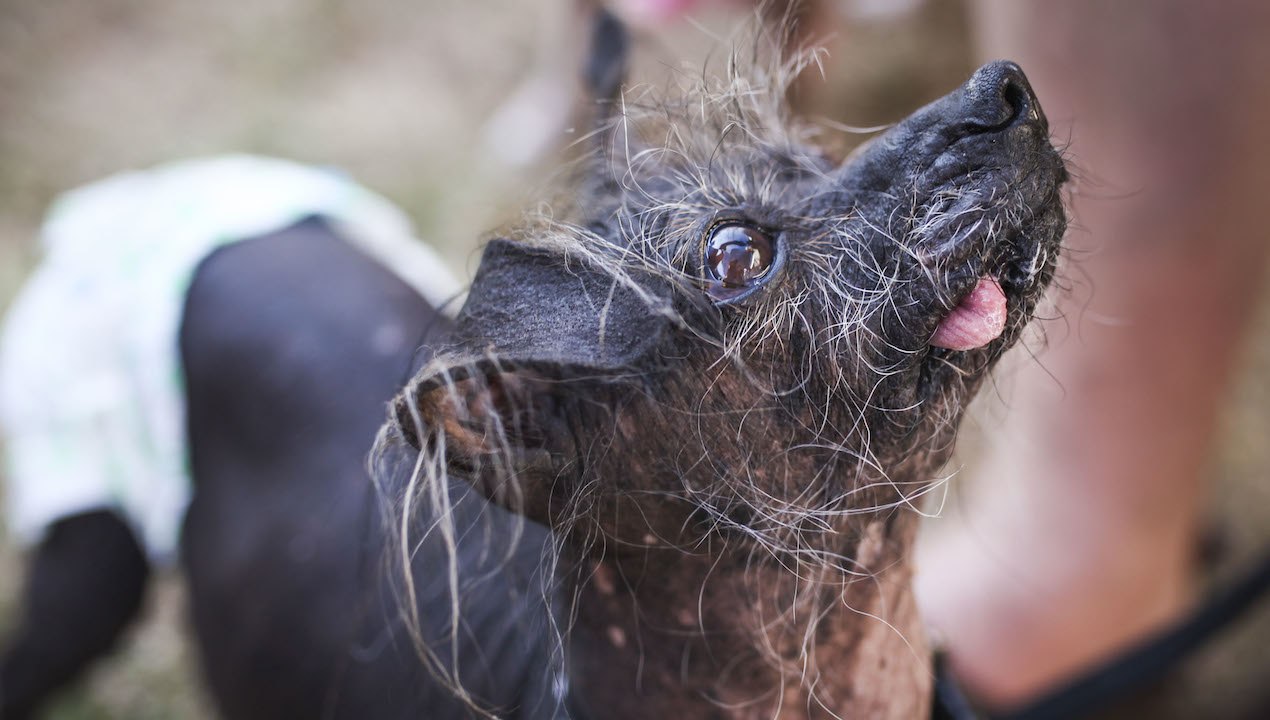 Looking Ruff: World’s Ugliest Dog Competition