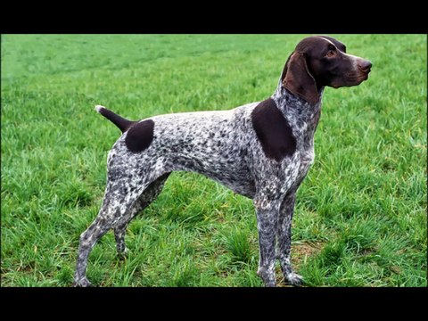 Ticked german clearance shorthaired pointer