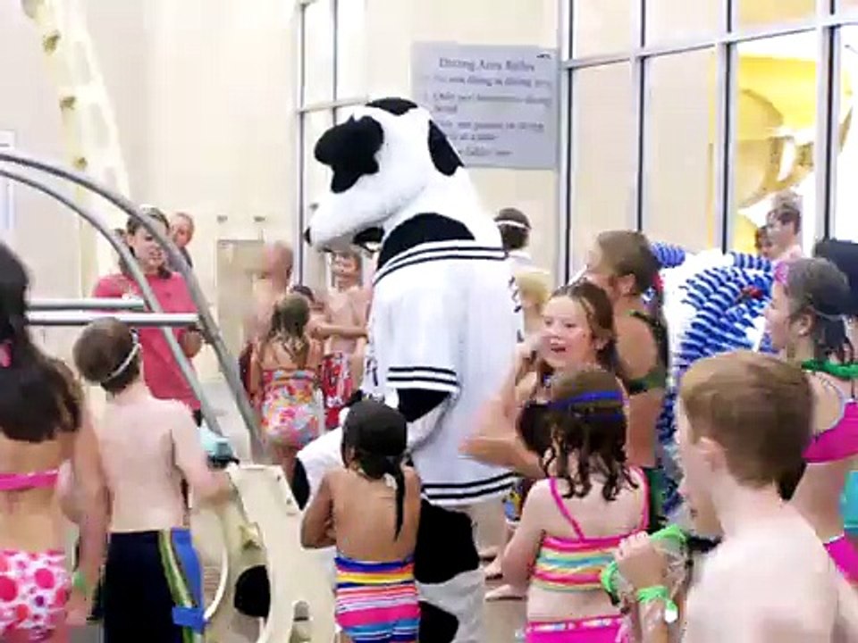 Cow off diving board video