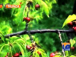Cherries from Hunza - Geo Reports - 30 Jun 2015