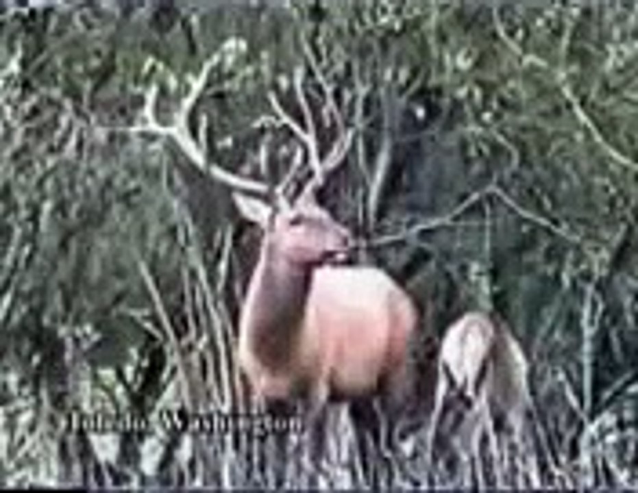 deer attacks man