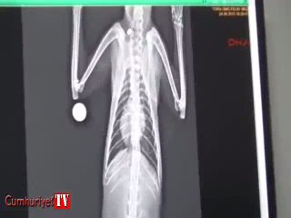 Bir vahşet daha: Kediyi tüfekle vurdular