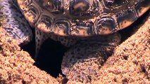 ornate diamondback terrapin laying eggs jim peterson