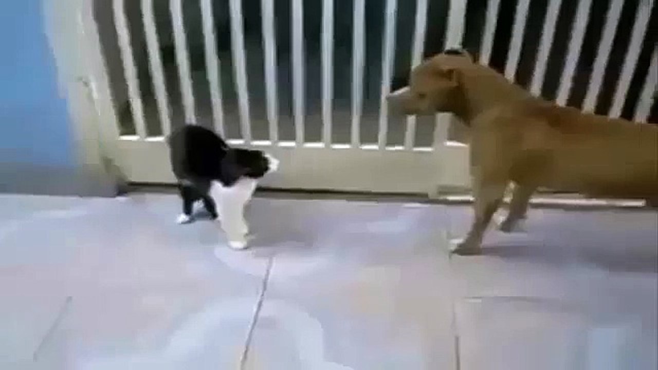 Funny Videos 2015 | Kucing Vs Anjing, Cat Vs Dog - Kucing berkekuatan Super 2015