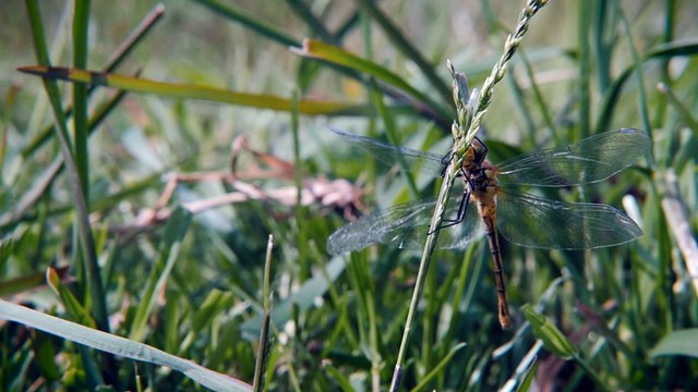 Réserve naturelle régionale (tour de France de la biodiversité 7/21)