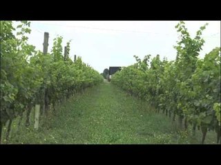 RAID ALLA 47 ANNO DOMINI: SPARITI DUE TRATTORI