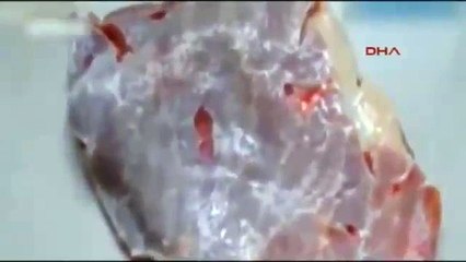 Kasaptan aldığı biftek evde canlandı!