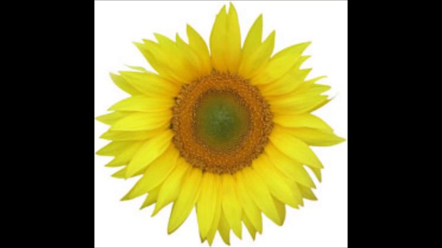 Palm oil mills and Palm oil fractionation