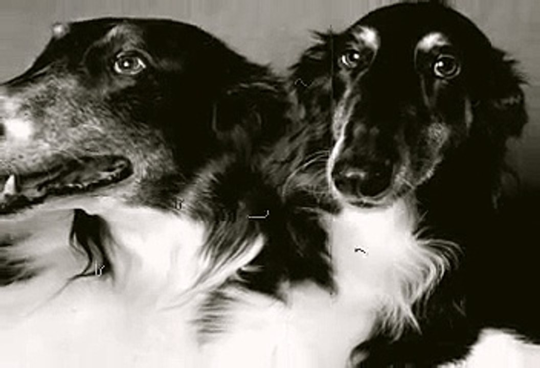 Ace and Star ~ the Borzoi